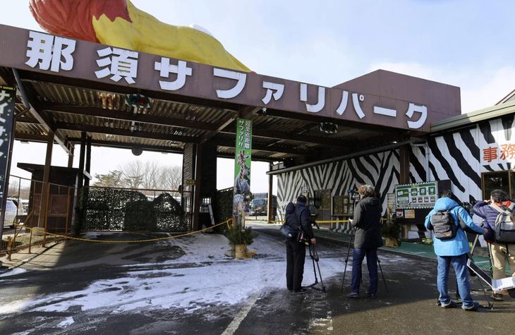 japon-tigre-zoologicojpg