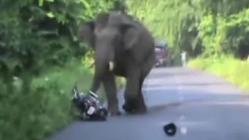 video: elefante interrumpe el trafico y aterra a un motociclista video: elefante interrumpe el trafico y aterra a un motociclista