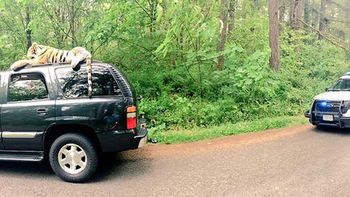 llamaron a la policia... y era un tigre de peluche llamaron a la policia... y era un tigre de peluche