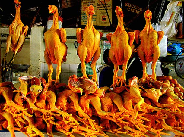 Pollos 05