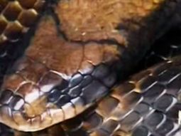 video: mira la serpiente de un metro y medio que causo panico en rosario video: mira la serpiente de un metro y medio que causo panico en rosario