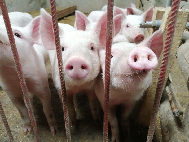 China: descartan que el nuevo virus porcino pueda transmitirse fácilmente a los humanos