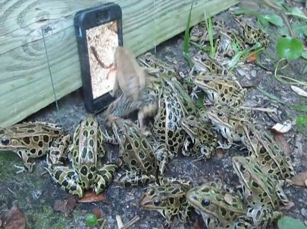 Las ranas miran entrenenidas lombrices en un iPhone