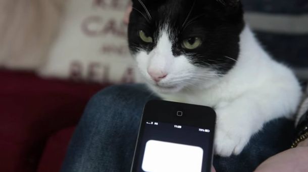 Escuchá al gato que es récord por tener el ronroneo con el volúmen más alto