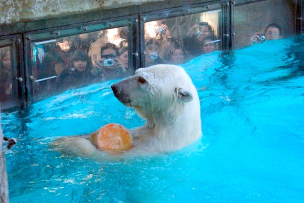 Aseguran que el informe contra el Zoo está equivocado