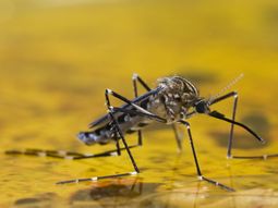 34 muertes por fiebre amarilla en dos meses