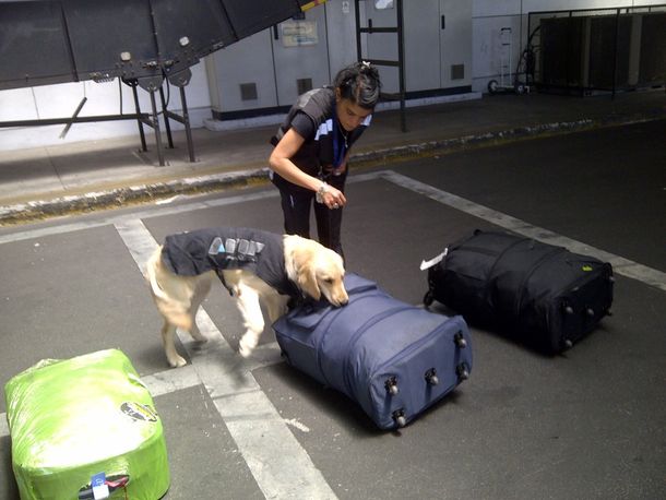 Incautaron 30 kilos de cocaína en el aeropuerto de Ezeiza