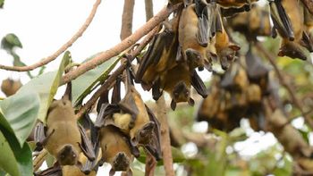 los murcielagos, la clave contra el virus del ebola los murcielagos, la clave contra el virus del ebola