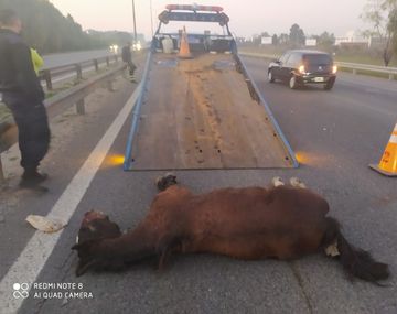 VIDEO: Un caballo chocó de frente con un auto y murió