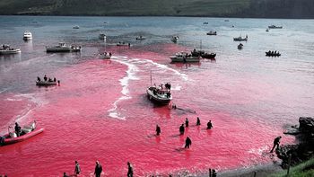 divulgan las fotos dramaticas de la masacre de 250 ballenas divulgan las fotos dramaticas de la masacre de 250 ballenas