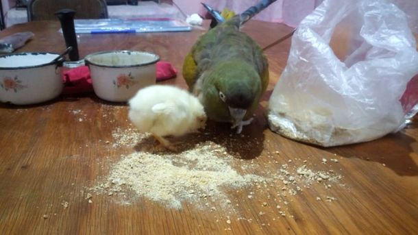 Viral tierno: el loro Coco adoptó un pollito