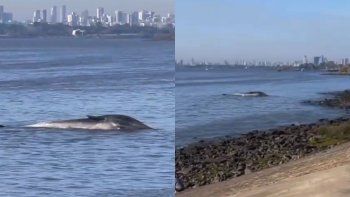 Una ballena murió tras quedar encallada en la costa de Vicente López