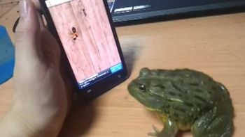 los virales que hicieron estallar la web en 2011 los virales que hicieron estallar la web en 2011