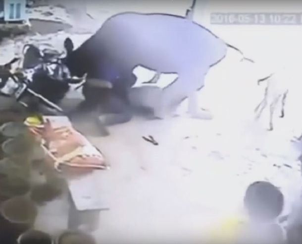 VIDEO: La apuñalaban en la calle y una vaca intentó defenderla