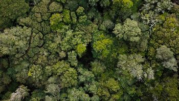 El 4,8% de la superficie de Uruguay está cubierta por bosque nativo. El 4,8% de la superficie de Uruguay está cubierta por bosque nativo.