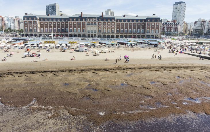 Algas en Mar del Plata