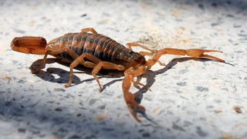 Una nena murió en Córdoba tras ser picada por un alacrán Una nena murió en Córdoba tras ser picada por un alacrán
