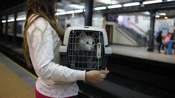 Las mascotas ya podrán viajar en Subte Las mascotas ya podrán viajar en Subte