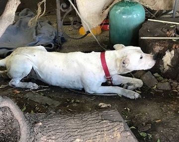 Rescataron a un perro e imputaron a la dueña por maltrato y crueldad animal