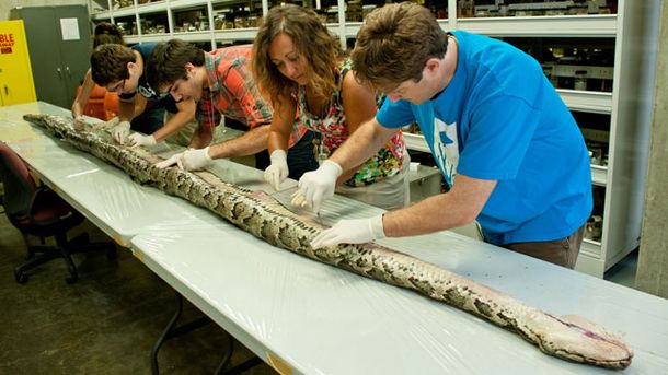 Capturan a la serpiente más grande en la historia de Florida