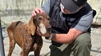 Maltrato animal en Boedo: una mujer quedó imputada tras el rescate de dos perras en estado de abandono. Maltrato animal en Boedo: una mujer quedó imputada tras el rescate de dos perras en estado de abandono.