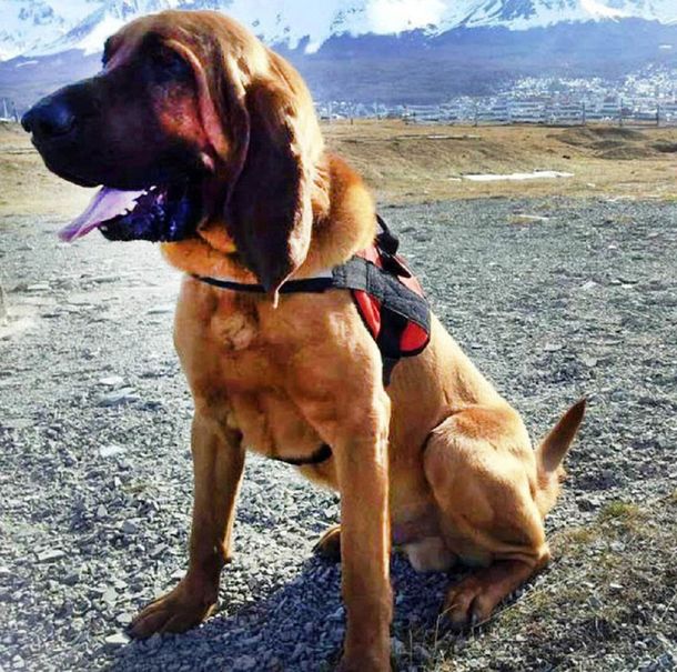 Rosko, el perro héroe que encontró a un chico que estaba perdido en un glaciar en Tierra del Fuego