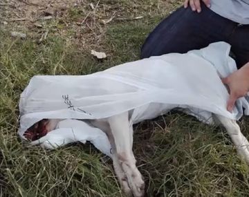 Mataron a golpes a un&nbsp;Bull terrier