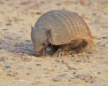 Por matar una mulita