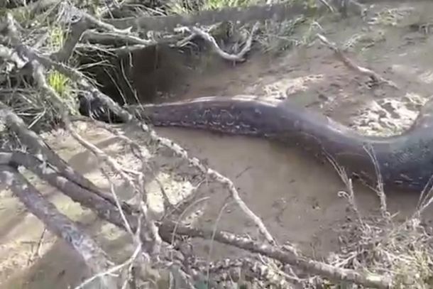 VIDEO: Encontraron una súper serpiente en San Luis