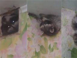 VIDEO: Un mapache gordito quedó atrapado en el conducto de ventilación