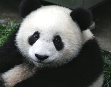 Osa panda del zoológico de Taipei fingió embarazo