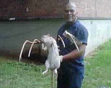 Ratota
