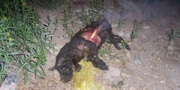Perro quemado