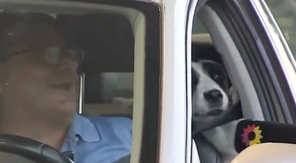 Una perra casi muerde en vivo a Giuli Salguero en pleno móvil: No la deje suelta