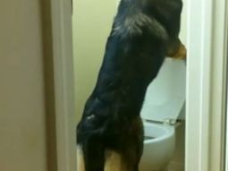 video: conoce al perro mas educado del mundo video: conoce al perro mas educado del mundo