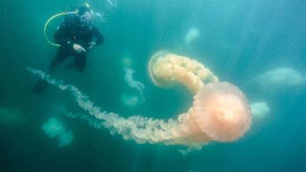 Medusas en Puerto Madryn