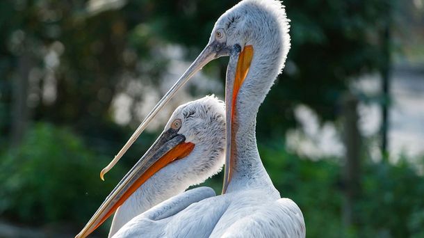 El zoo de Viena sacrifica a todos sus pelícanos por un brote de gripe aviar