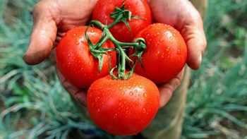 tomate futuro: el novedoso sistema para esquivar el peso de la inflacion tomate futuro: el novedoso sistema para esquivar el peso de la inflacion
