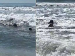 un lobo marino acecho a banistas en una playa de mar del plata un lobo marino acecho a banistas en una playa de mar del plata