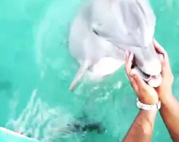 Se cayó el celular al mar y un delfín se lo devolvió