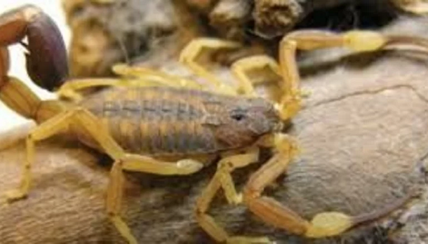Por los incendios y las altas temperaturas, comenzaron a aparecer alacranes en el NOA