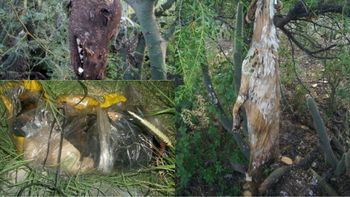 Encontraron perros y gatos torturados Encontraron perros y gatos torturados