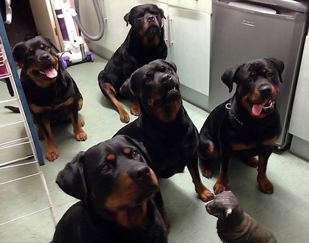 Una jauría de rotweilers salvó a una mujer de 80 años de morir congelada