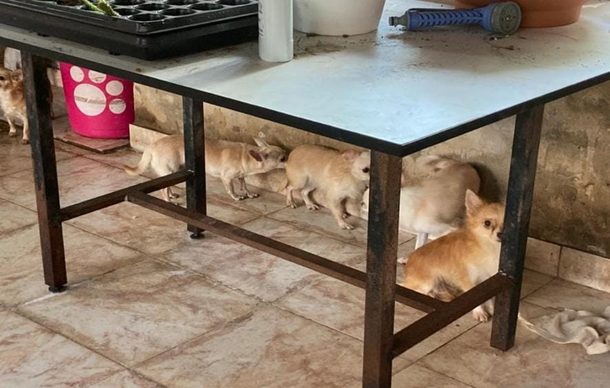 Rescataron chihuahuas de un criadero ilegal en Monte Castro