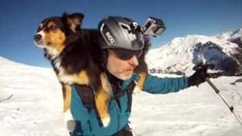 un perro es fanatico de esquiar junto a su dueno un perro es fanatico de esquiar junto a su dueno