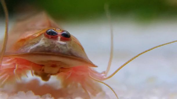 Un&nbsp;crustáceo prehistórico reapareció en Australia - Crédito:&nbsp;elgecko1989