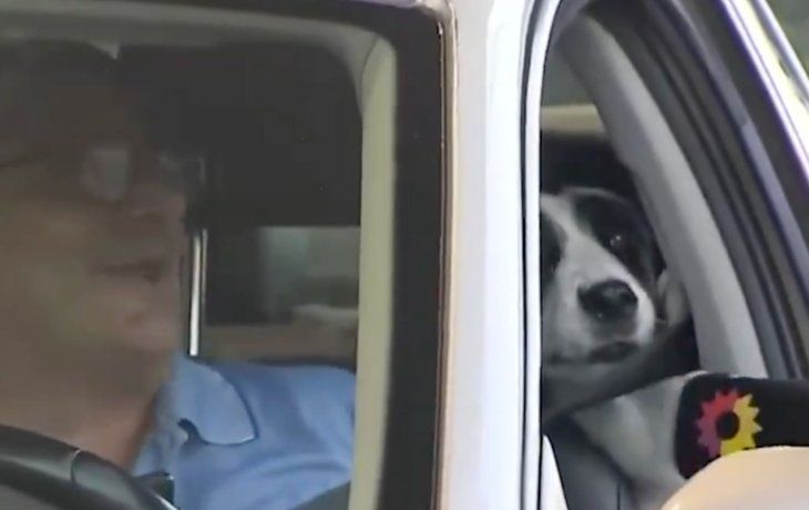 Una perra casi muerde en vivo a Giuli Salguero en pleno móvil: No la deje suelta