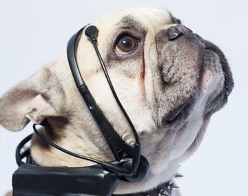 No more woof promete traducir los pensamientos de los perros