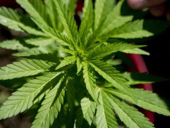 Un joven podría ser condenado a cadena perpetua por vender brownies con marihuana