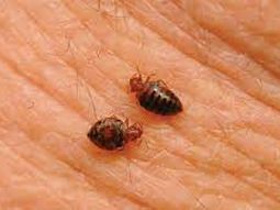 Las chinches, un problema para millones de mexicanos. Las chinches, un problema para millones de mexicanos.